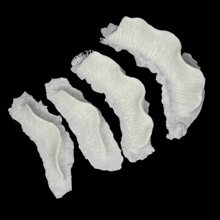 BM Branquias Marinas