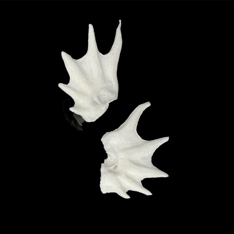 OPE3 Orejas Marinas (Para Encajar)